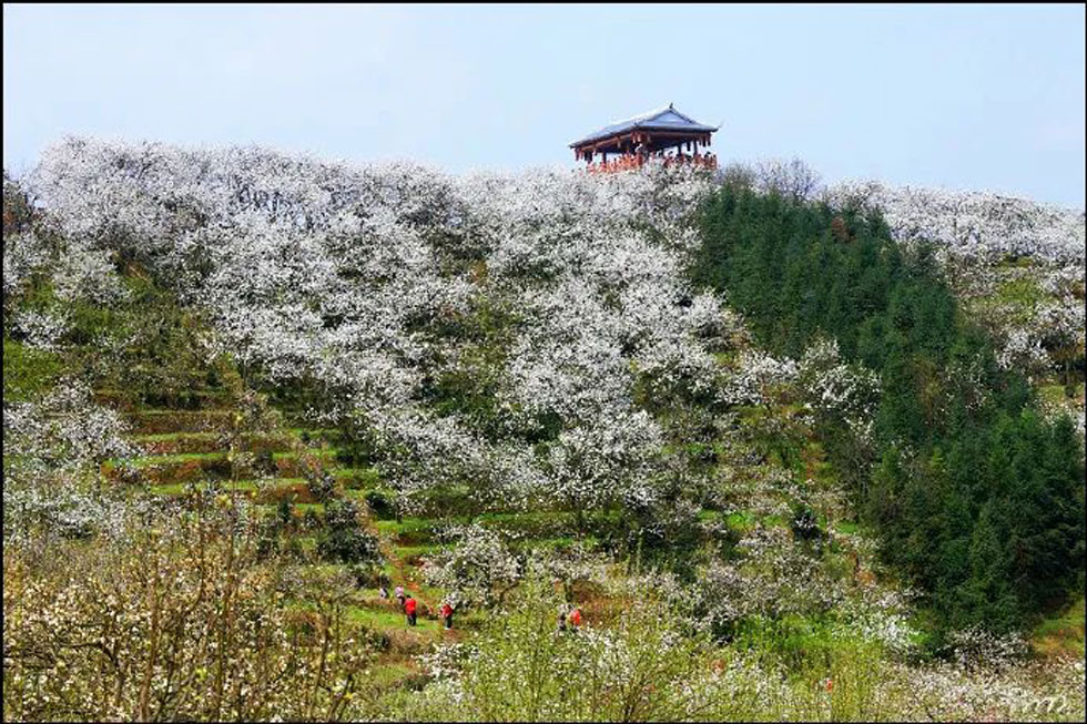 【春天，广西桂林灌阳县向您发出邀请！】我们在灌阳看梨花 - 游山玩水 - 咸宁生活社区 - 咸宁28生活网 xianning.28life.net