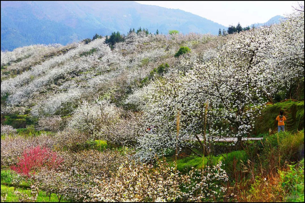 【春天，广西桂林灌阳县向您发出邀请！】我们在灌阳看梨花 - 游山玩水 - 咸宁生活社区 - 咸宁28生活网 xianning.28life.net