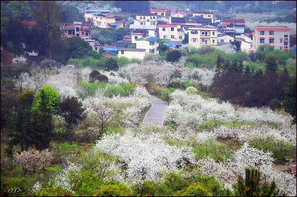 【春天，广西桂林灌阳县向您发出邀请！】我们在灌阳看梨花 - 游山玩水 - 咸宁生活社区 - 咸宁28生活网 xianning.28life.net