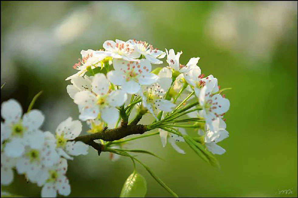 【春天，广西桂林灌阳县向您发出邀请！】我们在灌阳看梨花 - 游山玩水 - 咸宁生活社区 - 咸宁28生活网 xianning.28life.net