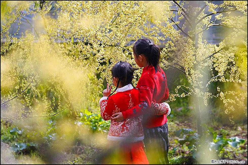 【春天，广西桂林灌阳县向您发出邀请！】米珠山前有片山苍子花在飘香 - 游山玩水 - 咸宁生活社区 - 咸宁28生活网 xianning.28life.net