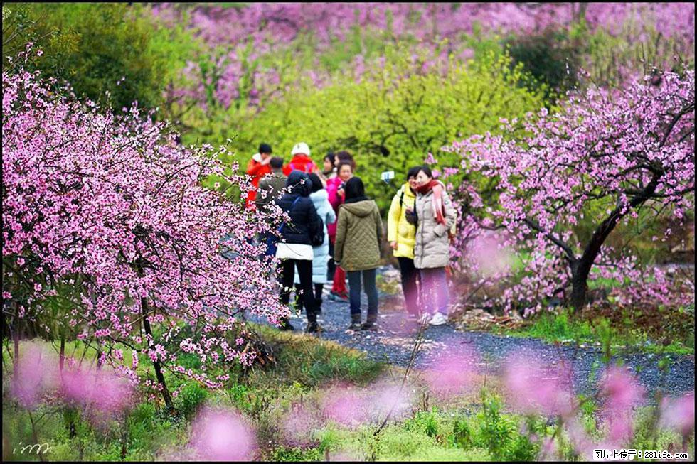 【春天,广西桂林灌阳县向您发出邀请!】官庄村有个醉美的桃花园 - 游山玩水 - 咸宁生活社区 - 咸宁28生活网 xianning.28life.net