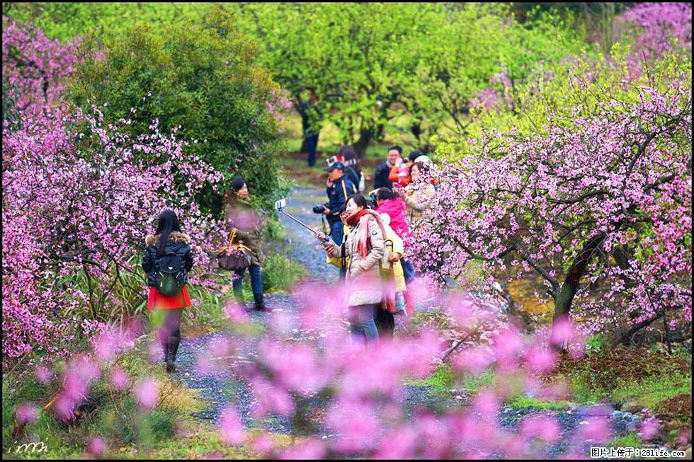 【春天,广西桂林灌阳县向您发出邀请!】官庄村有个醉美的桃花园 - 游山玩水 - 咸宁生活社区 - 咸宁28生活网 xianning.28life.net
