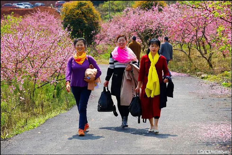 【春天,广西桂林灌阳县向您发出邀请!】官庄村有个醉美的桃花园 - 游山玩水 - 咸宁生活社区 - 咸宁28生活网 xianning.28life.net