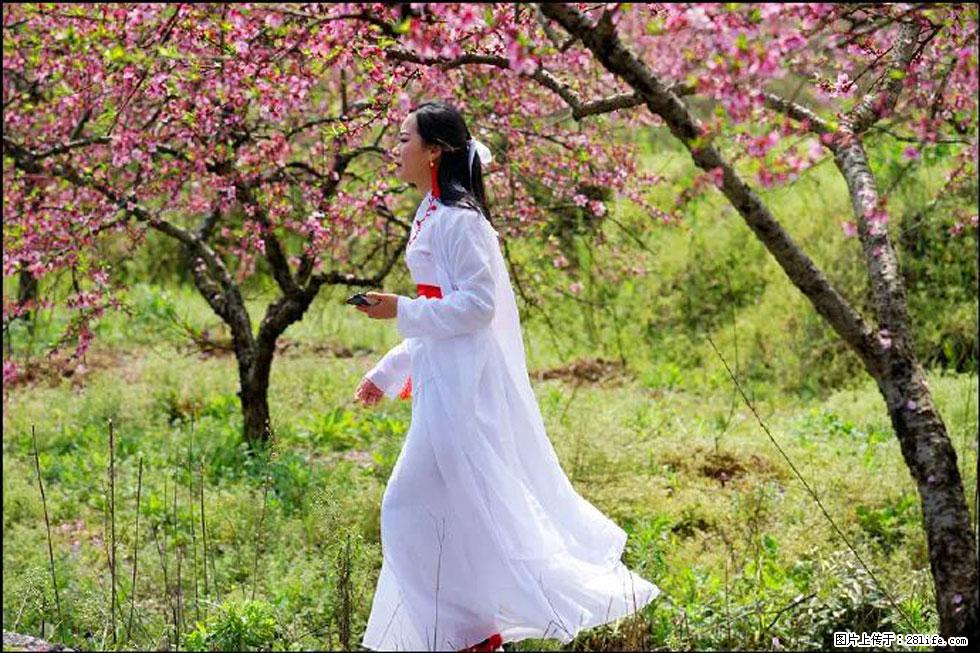 【春天,广西桂林灌阳县向您发出邀请!】官庄村有个醉美的桃花园 - 游山玩水 - 咸宁生活社区 - 咸宁28生活网 xianning.28life.net