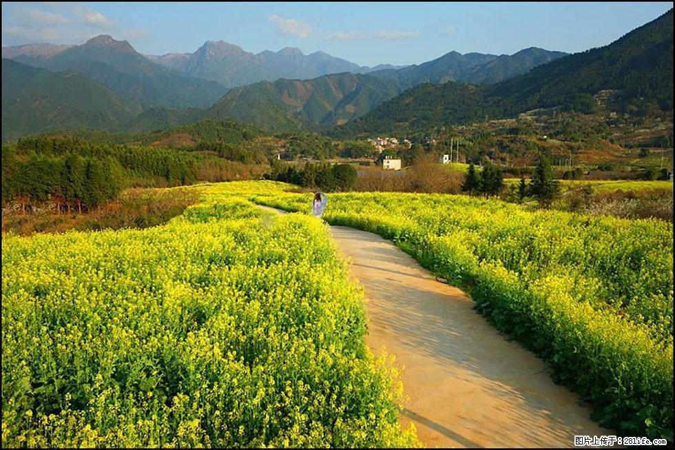 【春天，广西桂林灌阳县向您发出邀请！】长坪村油菜盛情花开 - 游山玩水 - 咸宁生活社区 - 咸宁28生活网 xianning.28life.net