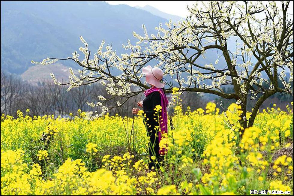 【春天，广西桂林灌阳县向您发出邀请！】长坪村油菜盛情花开 - 游山玩水 - 咸宁生活社区 - 咸宁28生活网 xianning.28life.net