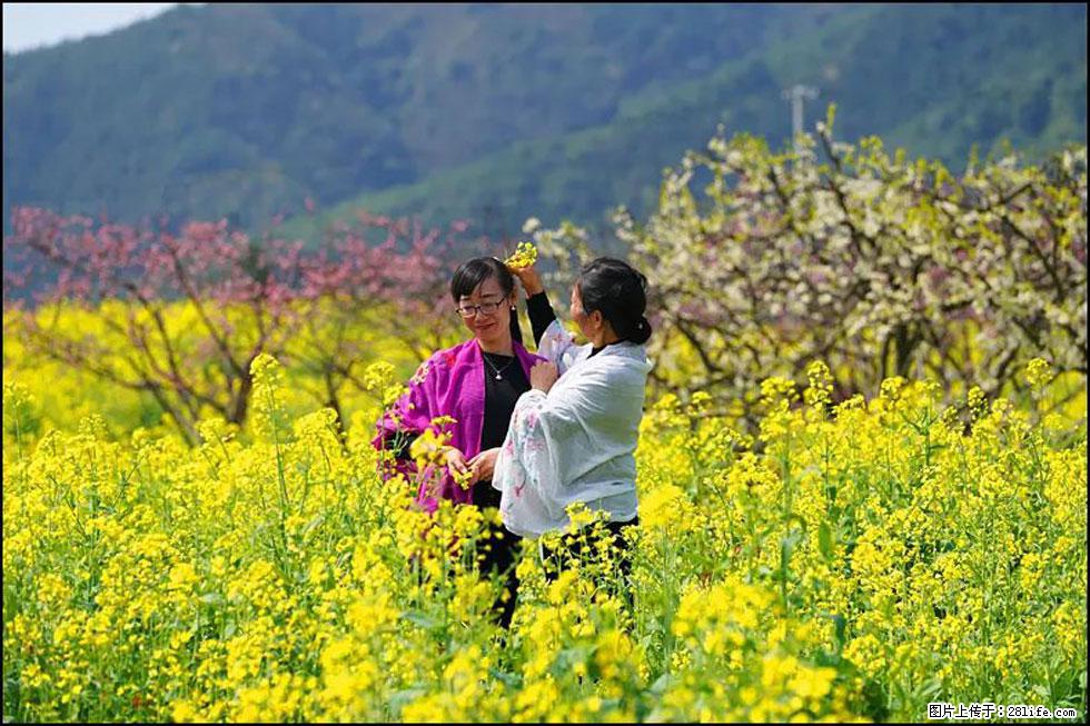 【春天，广西桂林灌阳县向您发出邀请！】长坪村油菜盛情花开 - 游山玩水 - 咸宁生活社区 - 咸宁28生活网 xianning.28life.net