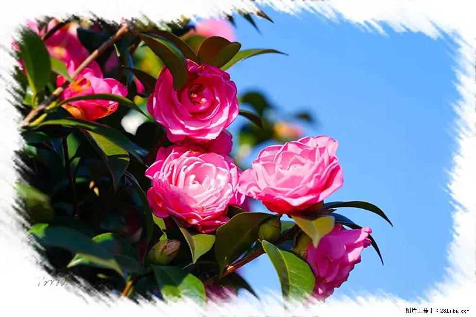 【春天，广西桂林灌阳县向您发出邀请！】杨柳井茶花惹人爱 - 游山玩水 - 咸宁生活社区 - 咸宁28生活网 xianning.28life.net