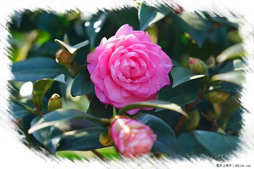 【春天，广西桂林灌阳县向您发出邀请！】杨柳井茶花惹人爱 - 游山玩水 - 咸宁生活社区 - 咸宁28生活网 xianning.28life.net