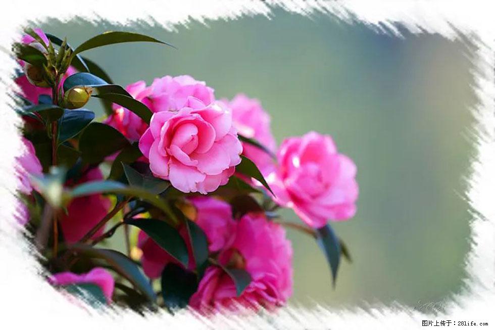 【春天，广西桂林灌阳县向您发出邀请！】杨柳井茶花惹人爱 - 游山玩水 - 咸宁生活社区 - 咸宁28生活网 xianning.28life.net