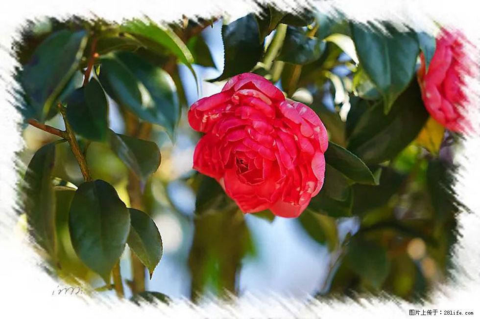 【春天，广西桂林灌阳县向您发出邀请！】杨柳井茶花惹人爱 - 游山玩水 - 咸宁生活社区 - 咸宁28生活网 xianning.28life.net