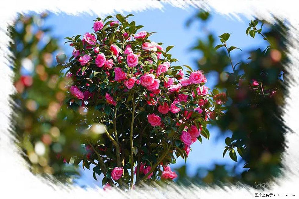 【春天，广西桂林灌阳县向您发出邀请！】杨柳井茶花惹人爱 - 游山玩水 - 咸宁生活社区 - 咸宁28生活网 xianning.28life.net