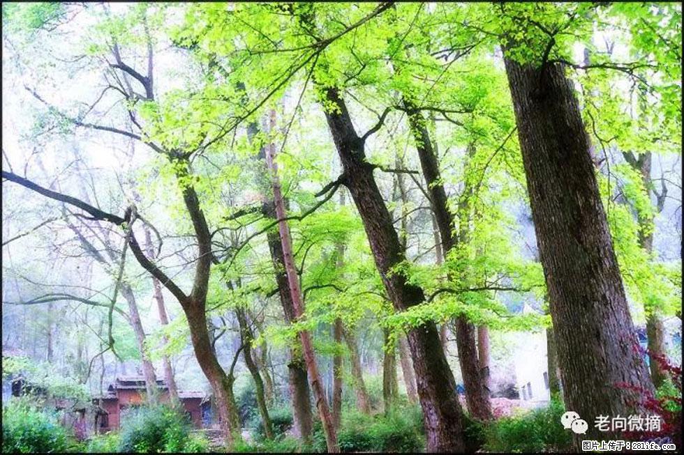【春天，广西桂林灌阳县向您发出邀请！】在小龙村与春天约会 - 游山玩水 - 咸宁生活社区 - 咸宁28生活网 xianning.28life.net