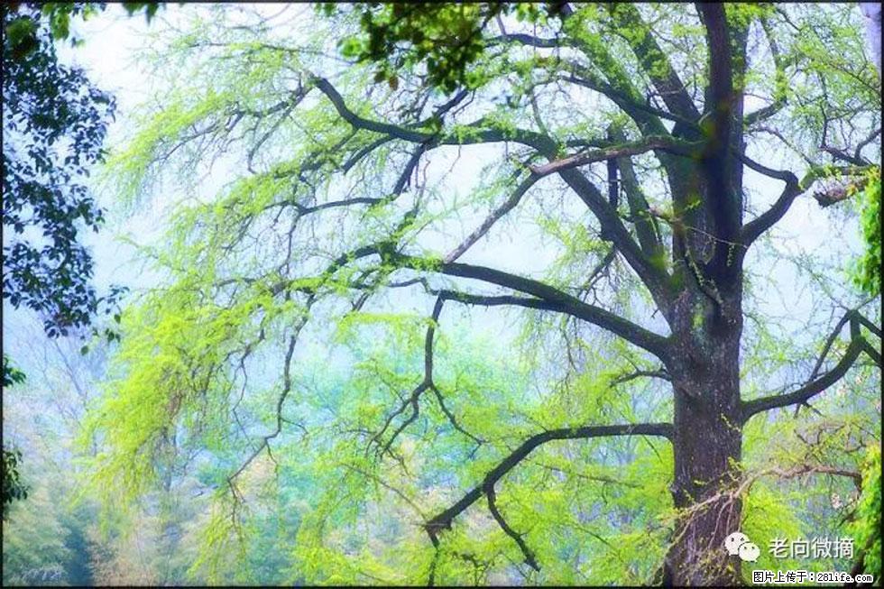 【春天，广西桂林灌阳县向您发出邀请！】在小龙村与春天约会 - 游山玩水 - 咸宁生活社区 - 咸宁28生活网 xianning.28life.net