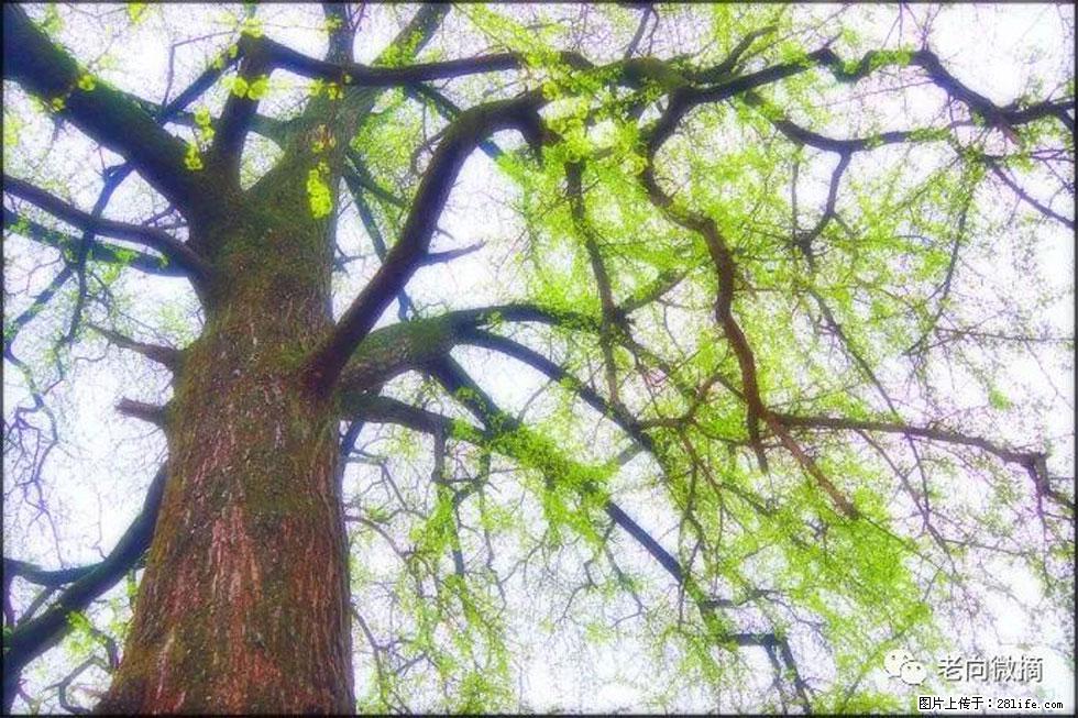 【春天，广西桂林灌阳县向您发出邀请！】在小龙村与春天约会 - 游山玩水 - 咸宁生活社区 - 咸宁28生活网 xianning.28life.net
