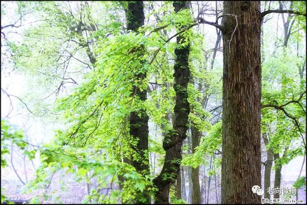 【春天，广西桂林灌阳县向您发出邀请！】在小龙村与春天约会 - 游山玩水 - 咸宁生活社区 - 咸宁28生活网 xianning.28life.net