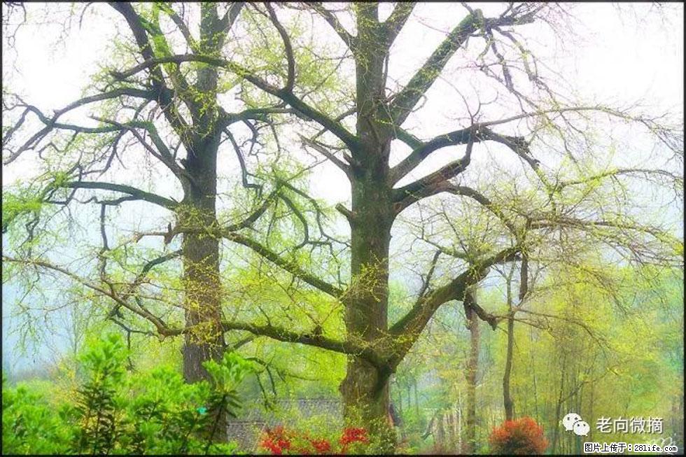 【春天，广西桂林灌阳县向您发出邀请！】在小龙村与春天约会 - 游山玩水 - 咸宁生活社区 - 咸宁28生活网 xianning.28life.net