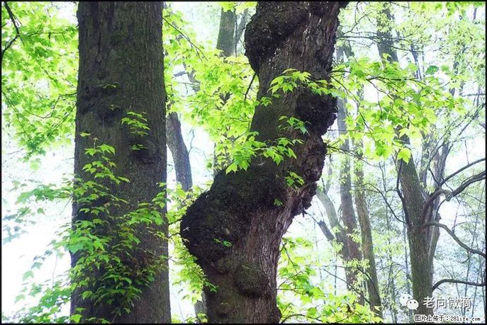 【春天，广西桂林灌阳县向您发出邀请！】在小龙村与春天约会 - 游山玩水 - 咸宁生活社区 - 咸宁28生活网 xianning.28life.net