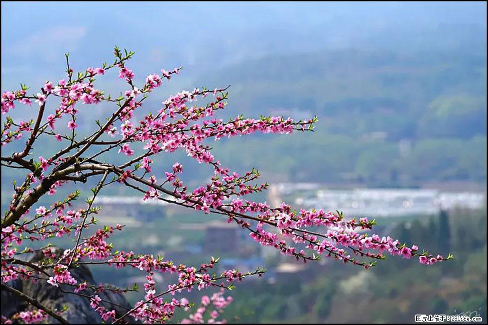 【春天，广西桂林灌阳县向您发出邀请！】望月岭上桃花开 - 游山玩水 - 咸宁生活社区 - 咸宁28生活网 xianning.28life.net