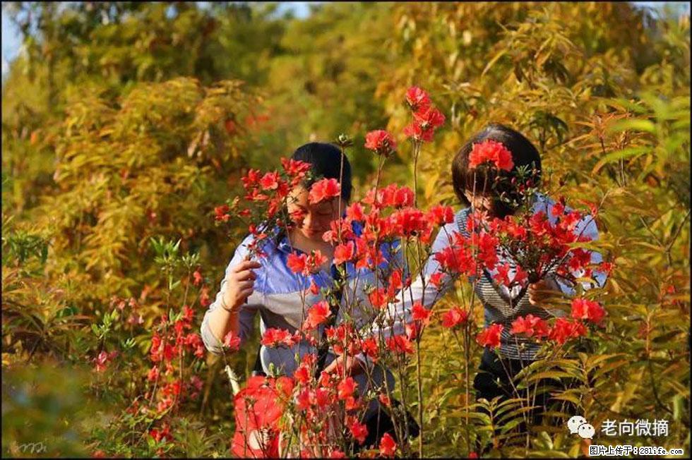 【春天，广西桂林灌阳县向您发出邀请！】登麒麟山，相约映山红 - 游山玩水 - 咸宁生活社区 - 咸宁28生活网 xianning.28life.net