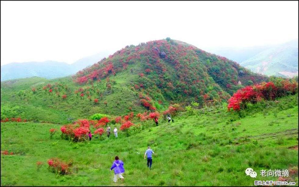 【春天，广西桂林灌阳县向您发出邀请！】宝盖山上映山红 - 游山玩水 - 咸宁生活社区 - 咸宁28生活网 xianning.28life.net