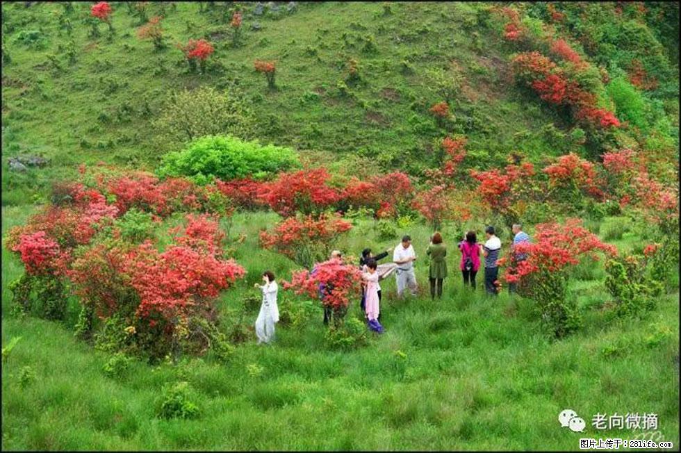 【春天，广西桂林灌阳县向您发出邀请！】宝盖山上映山红 - 游山玩水 - 咸宁生活社区 - 咸宁28生活网 xianning.28life.net