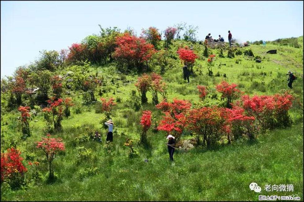 【春天，广西桂林灌阳县向您发出邀请！】宝盖山上映山红 - 游山玩水 - 咸宁生活社区 - 咸宁28生活网 xianning.28life.net