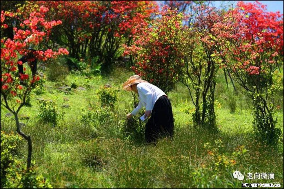 【春天，广西桂林灌阳县向您发出邀请！】宝盖山上映山红 - 游山玩水 - 咸宁生活社区 - 咸宁28生活网 xianning.28life.net