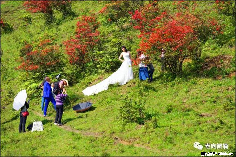 【春天，广西桂林灌阳县向您发出邀请！】宝盖山上映山红 - 游山玩水 - 咸宁生活社区 - 咸宁28生活网 xianning.28life.net