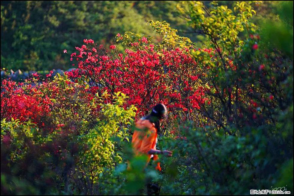 【春天，广西桂林灌阳县向您发出邀请！】春木界上映山红 - 游山玩水 - 咸宁生活社区 - 咸宁28生活网 xianning.28life.net