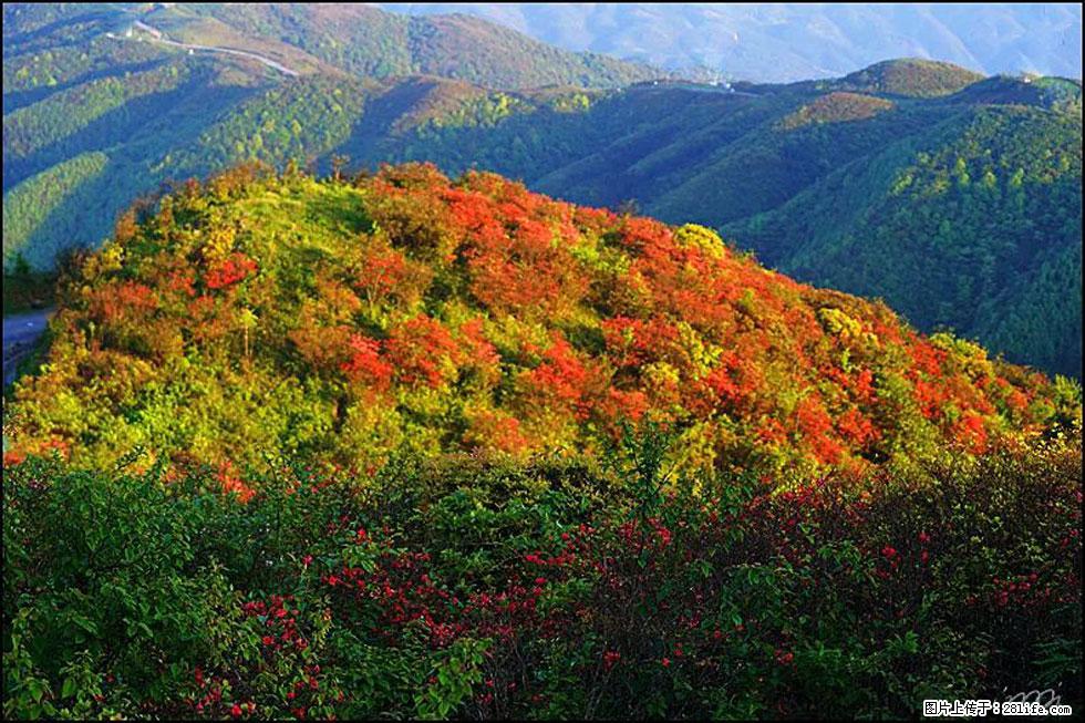 【春天，广西桂林灌阳县向您发出邀请！】春木界上映山红 - 游山玩水 - 咸宁生活社区 - 咸宁28生活网 xianning.28life.net