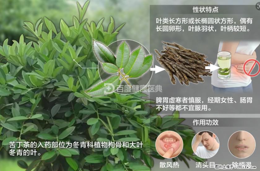 苦丁茶有哪些功效和作用 - 生活百科 - 咸宁生活社区 - 咸宁28生活网 xianning.28life.net