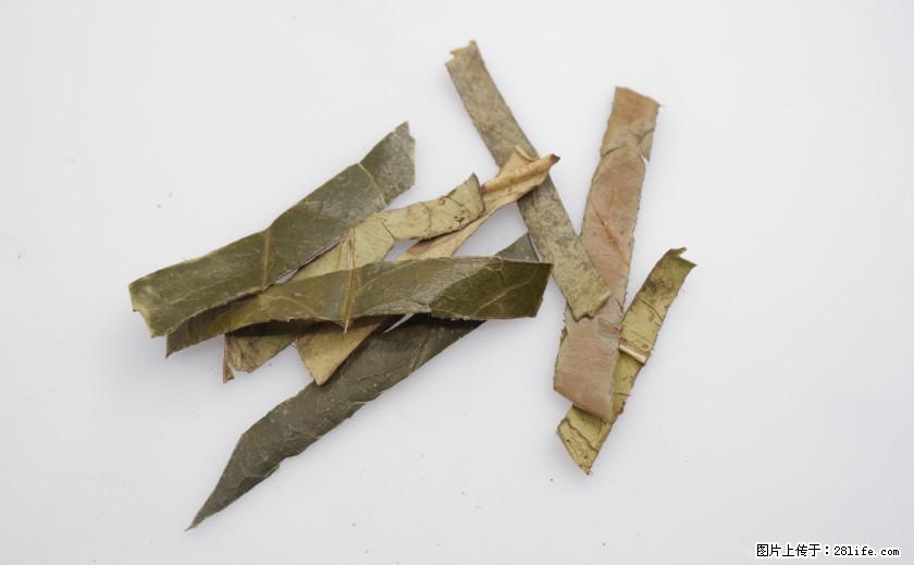 苦丁茶有哪些功效和作用 - 生活百科 - 咸宁生活社区 - 咸宁28生活网 xianning.28life.net