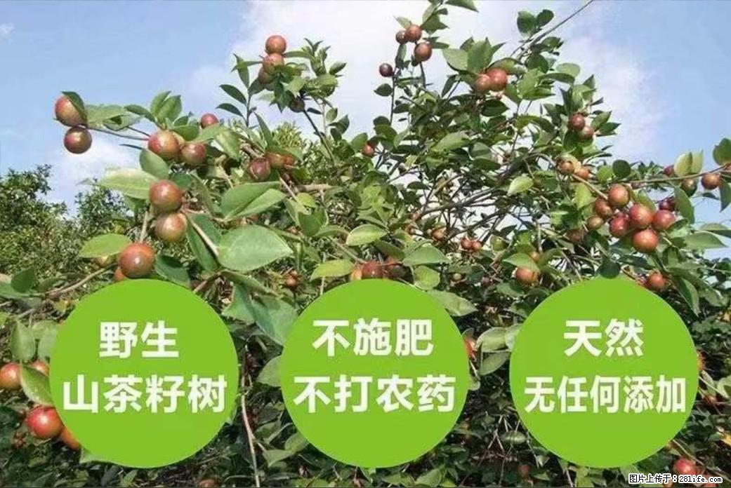 【灌阳县油茶产业示范区】一个有着充实的精神生活的人，对待身外之物自会有一种淡泊的态度 - 美食天地 - 咸宁生活社区 - 咸宁28生活网 xianning.28life.net