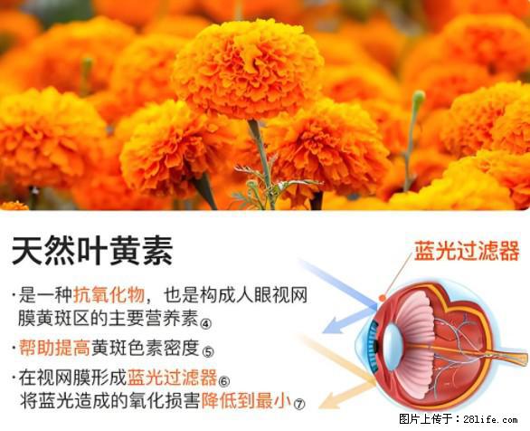 叶黄素有什么功效和作用 - 生活百科 - 咸宁生活社区 - 咸宁28生活网 xianning.28life.net