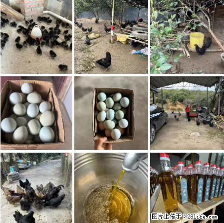 油茶园从小鸡仔开始养起的纯土鸡、土鸡蛋可以预定啦!还有前几天刚榨的纯山茶油哦 - 美食天地 - 咸宁生活社区 - 咸宁28生活网 xianning.28life.net