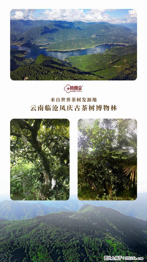 时间果百年古树2025年春红茶 - 购物交流 - 咸宁生活社区 - 咸宁28生活网 xianning.28life.net