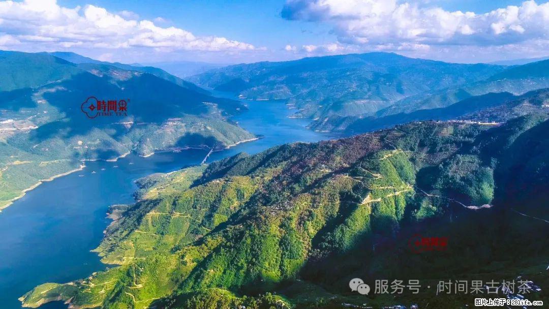 时间果百年古树龙珠普洱生茶 - 购物交流 - 咸宁生活社区 - 咸宁28生活网 xianning.28life.net