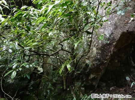 平乐石崖茶，珍贵仅次于金花茶 - 咸宁生活资讯 - 咸宁28生活网 xianning.28life.net