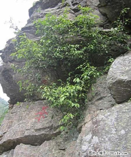 平乐石崖茶，珍贵仅次于金花茶 - 咸宁生活资讯 - 咸宁28生活网 xianning.28life.net